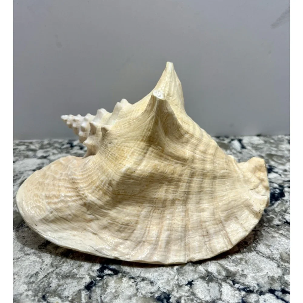 Queen Conch Sea Shell 9